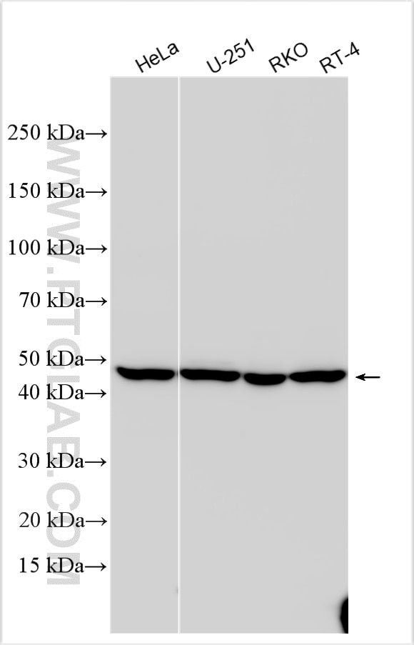 Western Blot (WB) analysis of various lysates using BXDC5 Polyclonal antibody (33133-1-AP)