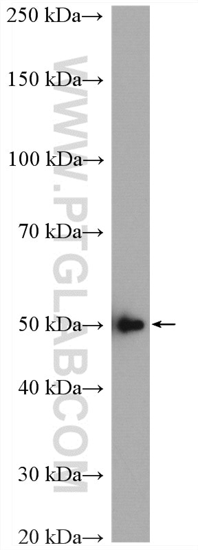 Western Blot (WB) analysis of Jurkat cells using BYSL Polyclonal antibody (28319-1-AP)