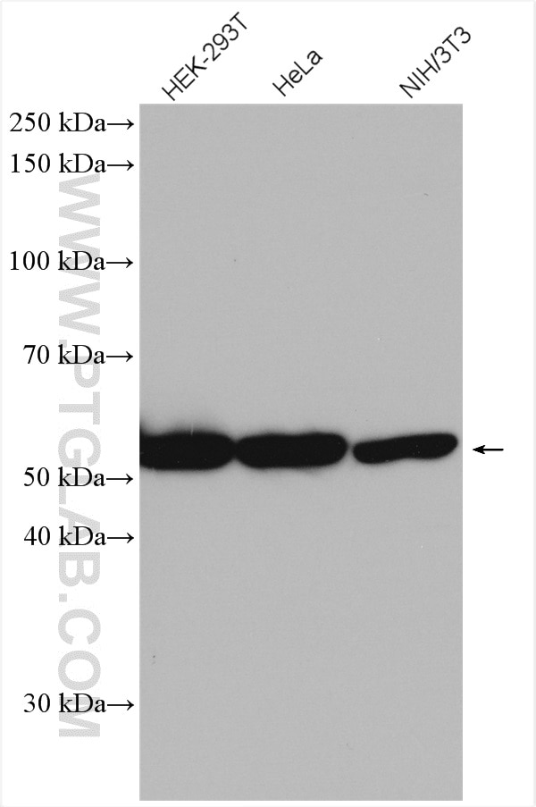 Western Blot (WB) analysis of various lysates using BYSL Polyclonal antibody (28319-1-AP)