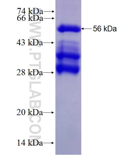 BYSL fusion protein Ag28077 SDS-PAGE