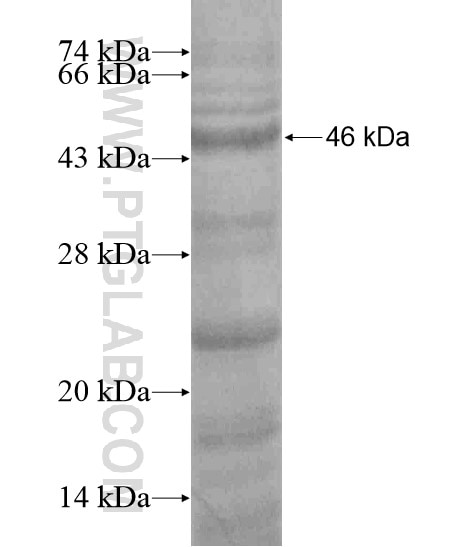 BZRAP1 fusion protein Ag20287 SDS-PAGE