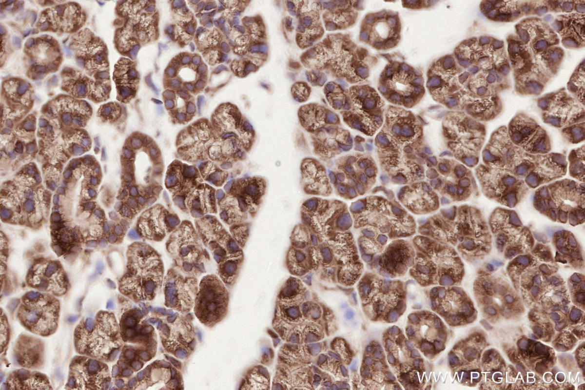 Immunohistochemistry (IHC) staining of mouse salivary gland tissue using BZW1 Polyclonal antibody (19917-1-AP)