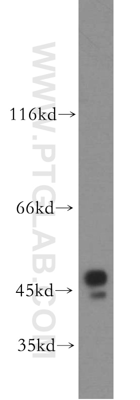 Western Blot (WB) analysis of MCF-7 cells using BZW1 Polyclonal antibody (19917-1-AP)