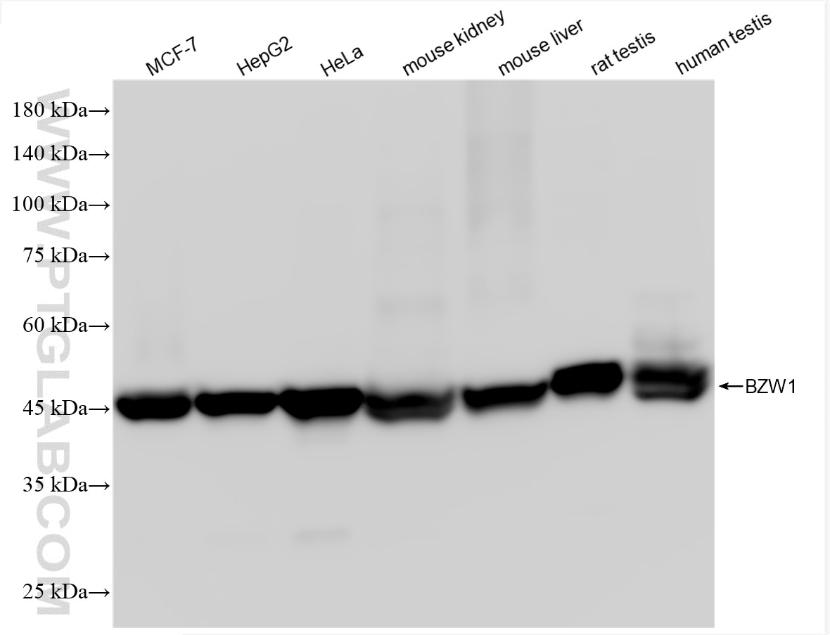 Western Blot (WB) analysis of various lysates using BZW1 Recombinant antibody (85655-1-RR)