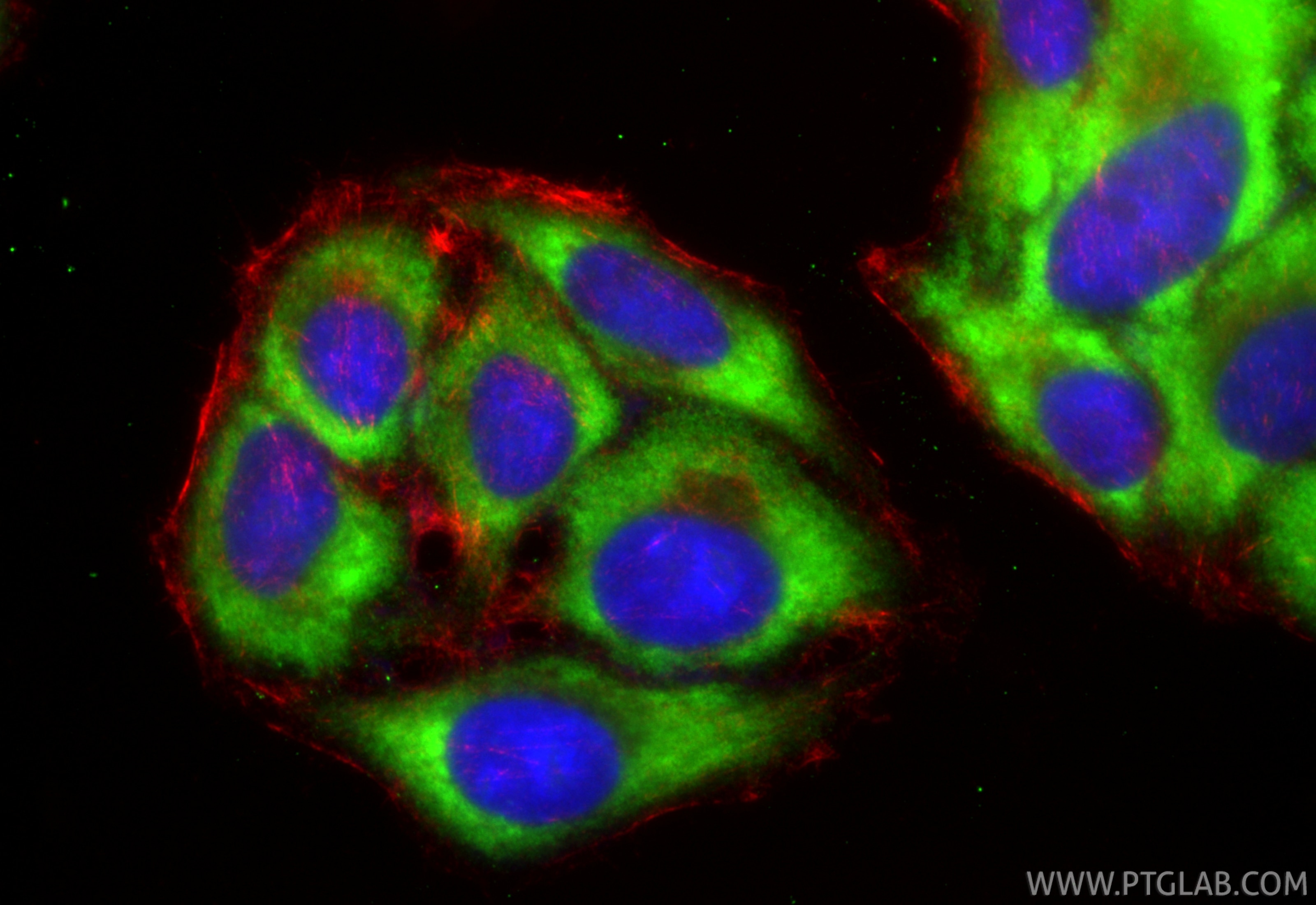 Immunofluorescence (IF) / fluorescent staining of HepG2 cells using CoraLite® Plus 488-conjugated BZW1 Recombinant mon (CL488-85655)