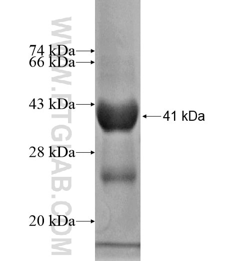 BZW1 fusion protein Ag13830 SDS-PAGE