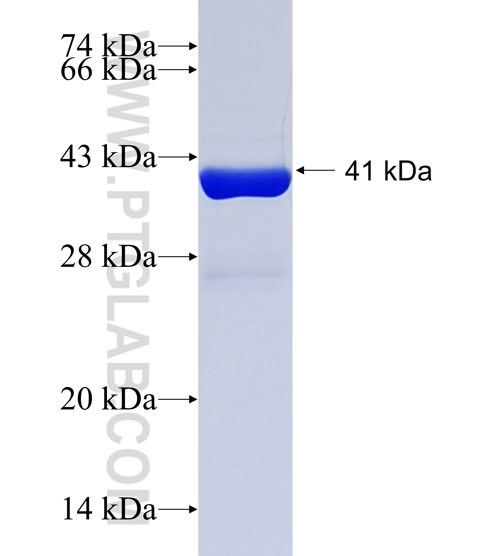 BZW1 fusion protein Ag13830 SDS-PAGE