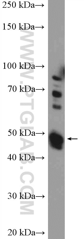 Western Blot (WB) analysis of HeLa cells using BZW2 Polyclonal antibody (21001-1-AP)