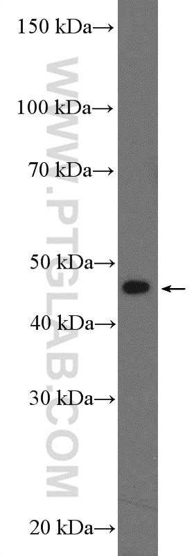 Western Blot (WB) analysis of HeLa cells using BZW2 Polyclonal antibody (21001-1-AP)