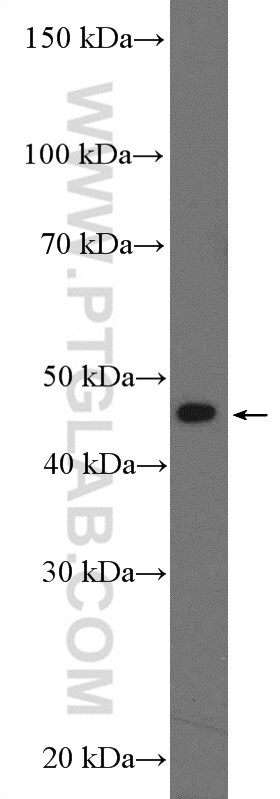 Western Blot (WB) analysis of HeLa cells using BZW2 Polyclonal antibody (21001-1-AP)