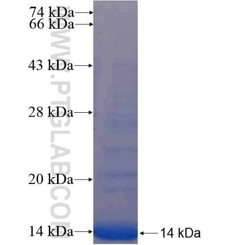 BZW2 fusion protein Ag14865 SDS-PAGE