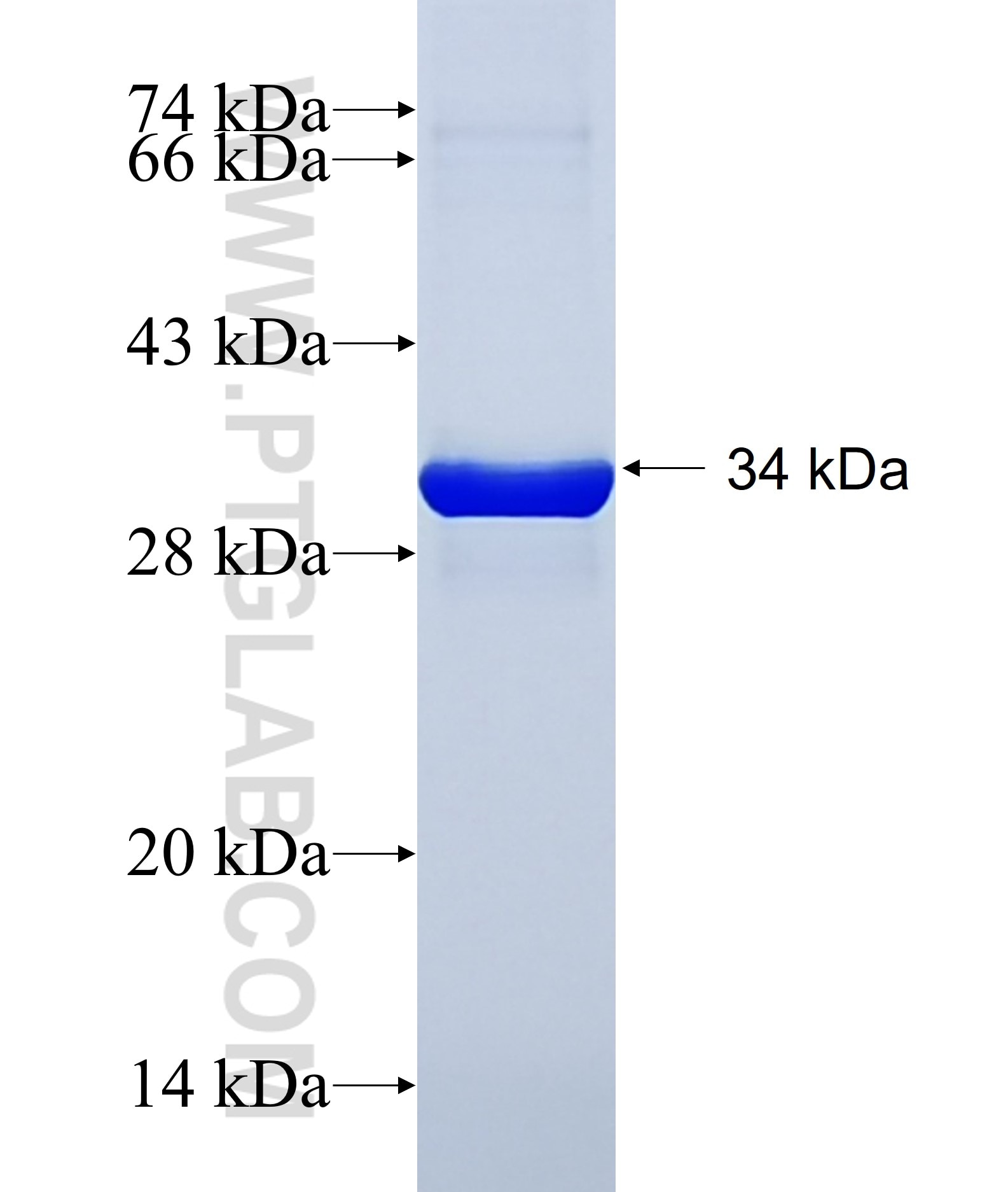 BZW2 fusion protein Ag15126 SDS-PAGE