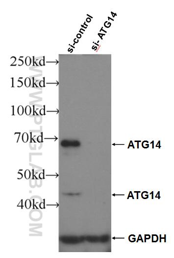 Western Blot (WB) analysis of HeLa cells using ATG14/Barkor (C-terminal) Polyclonal antibody (24412-1-AP)