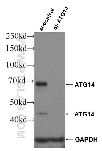 WB analysis of HeLa using 24412-1-AP