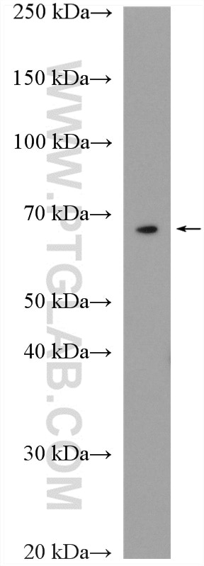 Western Blot (WB) analysis of NIH/3T3 cells using ATG14/Barkor (N-terminal) Polyclonal antibody (19491-1-AP)