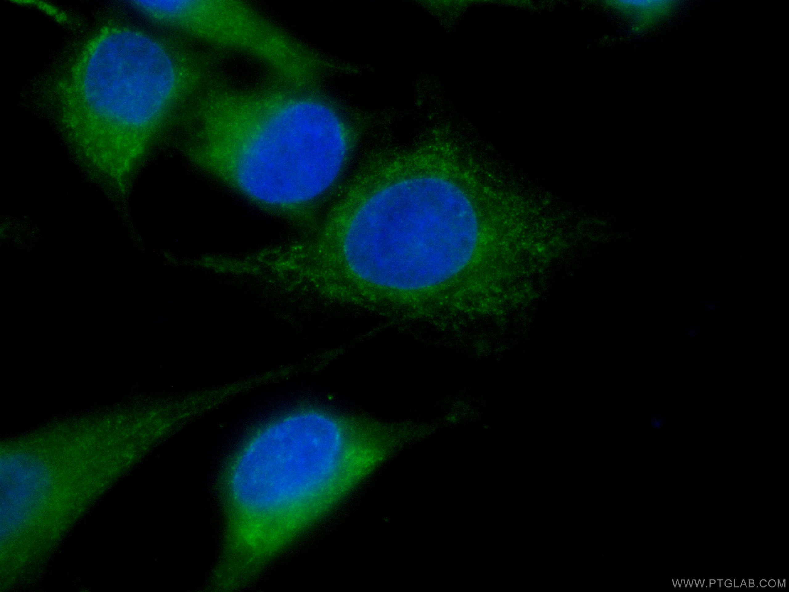 Immunofluorescence (IF) / fluorescent staining of HeLa cells using CoraLite® Plus 488-conjugated Bcl-XL Monoclonal an (CL488-66020)