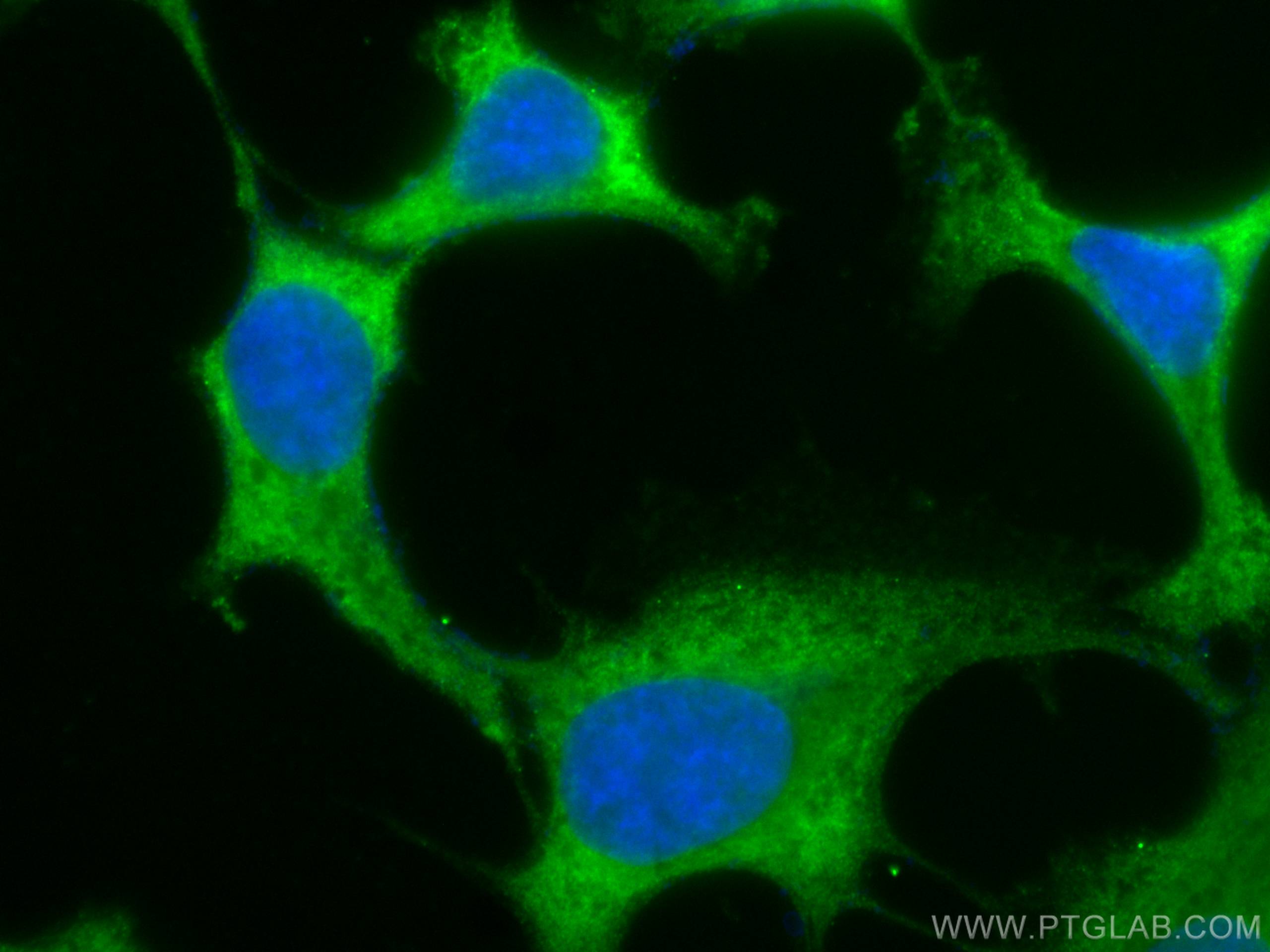 Immunofluorescence (IF) / fluorescent staining of MDCK cells using CoraLite® Plus 488-conjugated Bcl-XL Monoclonal an (CL488-66020)
