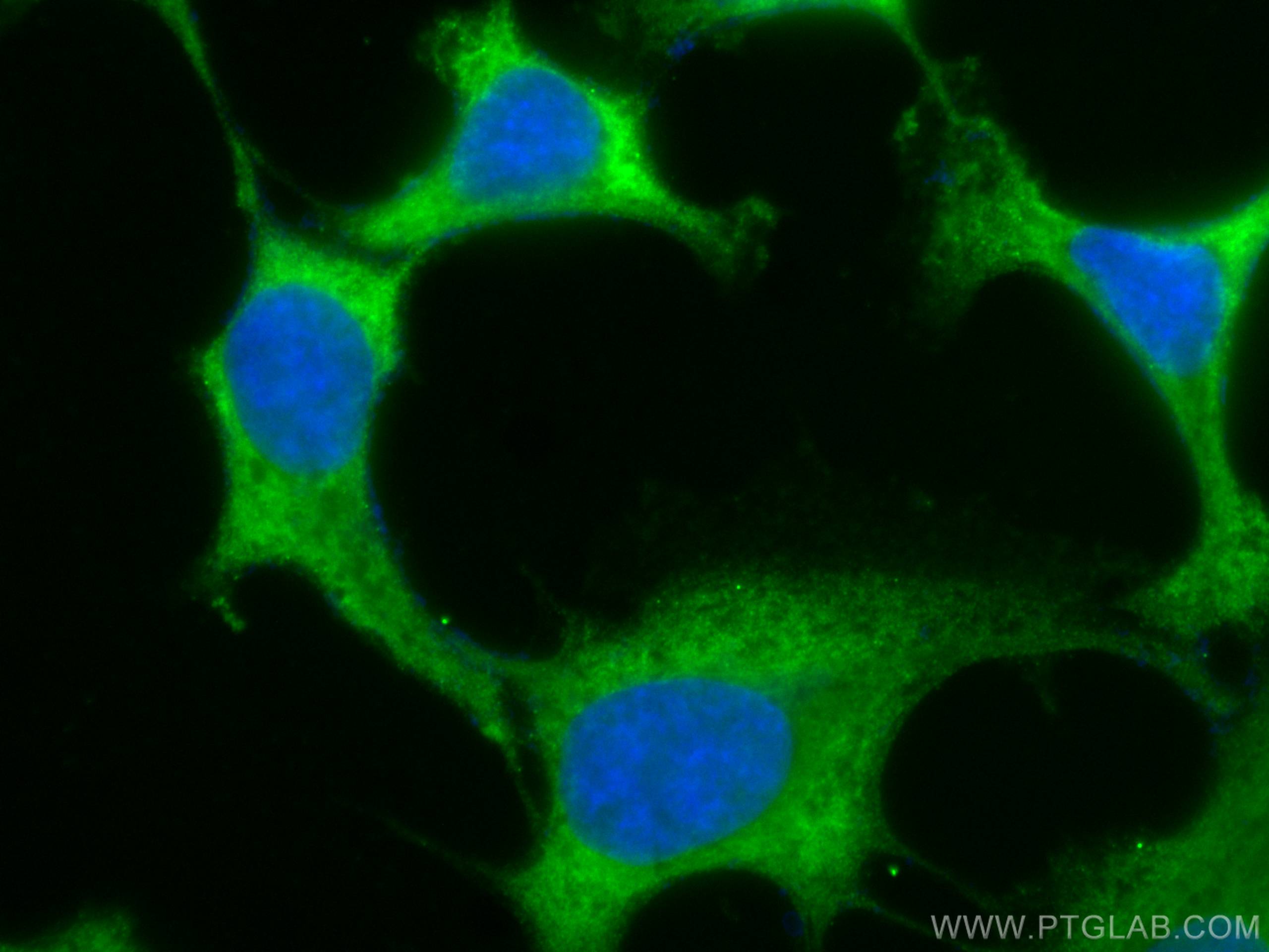 IF Staining of MDCK using CL488-66020