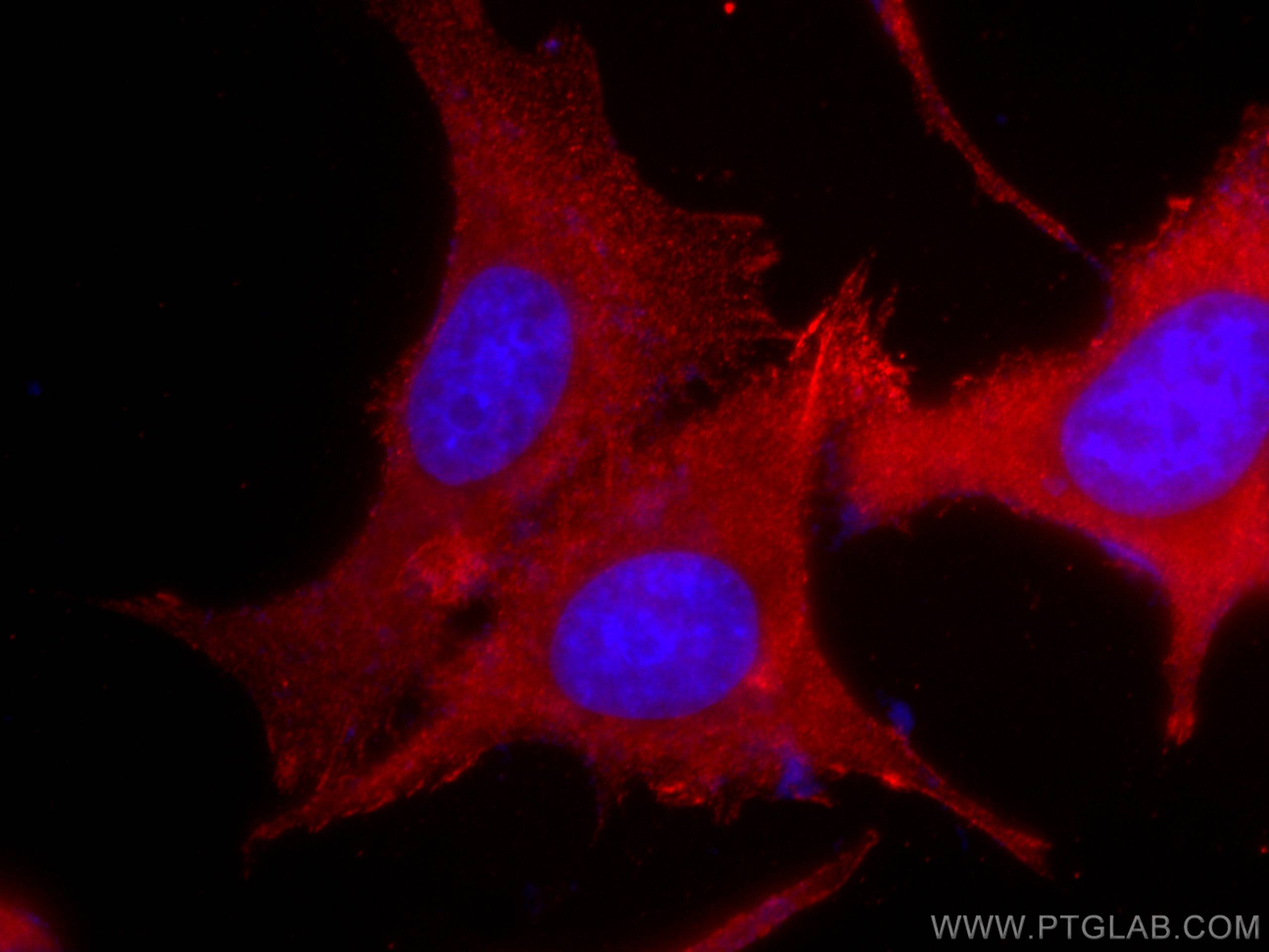 Immunofluorescence (IF) / fluorescent staining of MDCK cells using CoraLite®594-conjugated Bcl-XL Monoclonal antibody (CL594-66020)