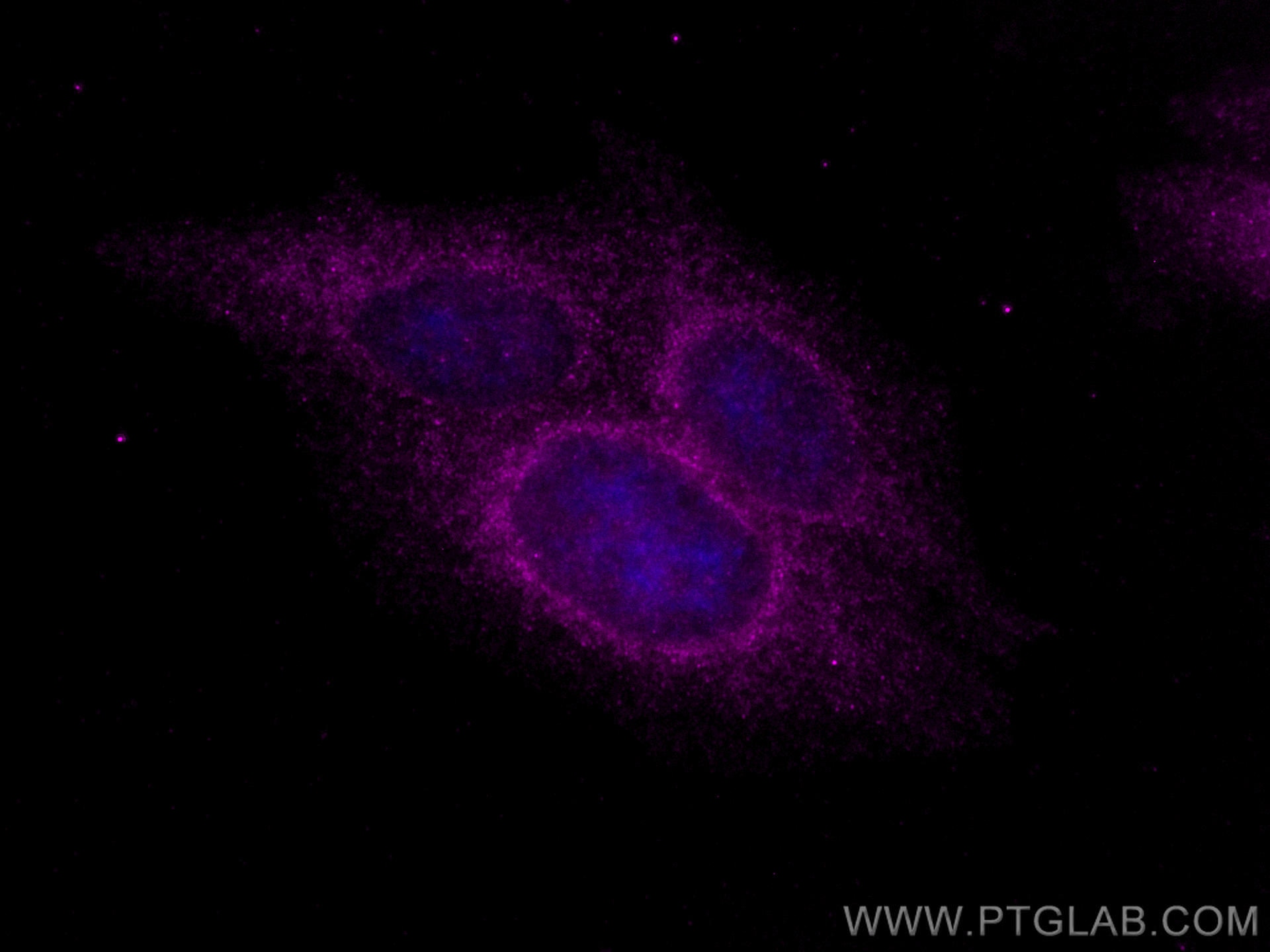 Immunofluorescence (IF) / fluorescent staining of HepG2 cells using CoraLite® Plus 647-conjugated Bcl-XL Polyclonal an (CL647-26967)