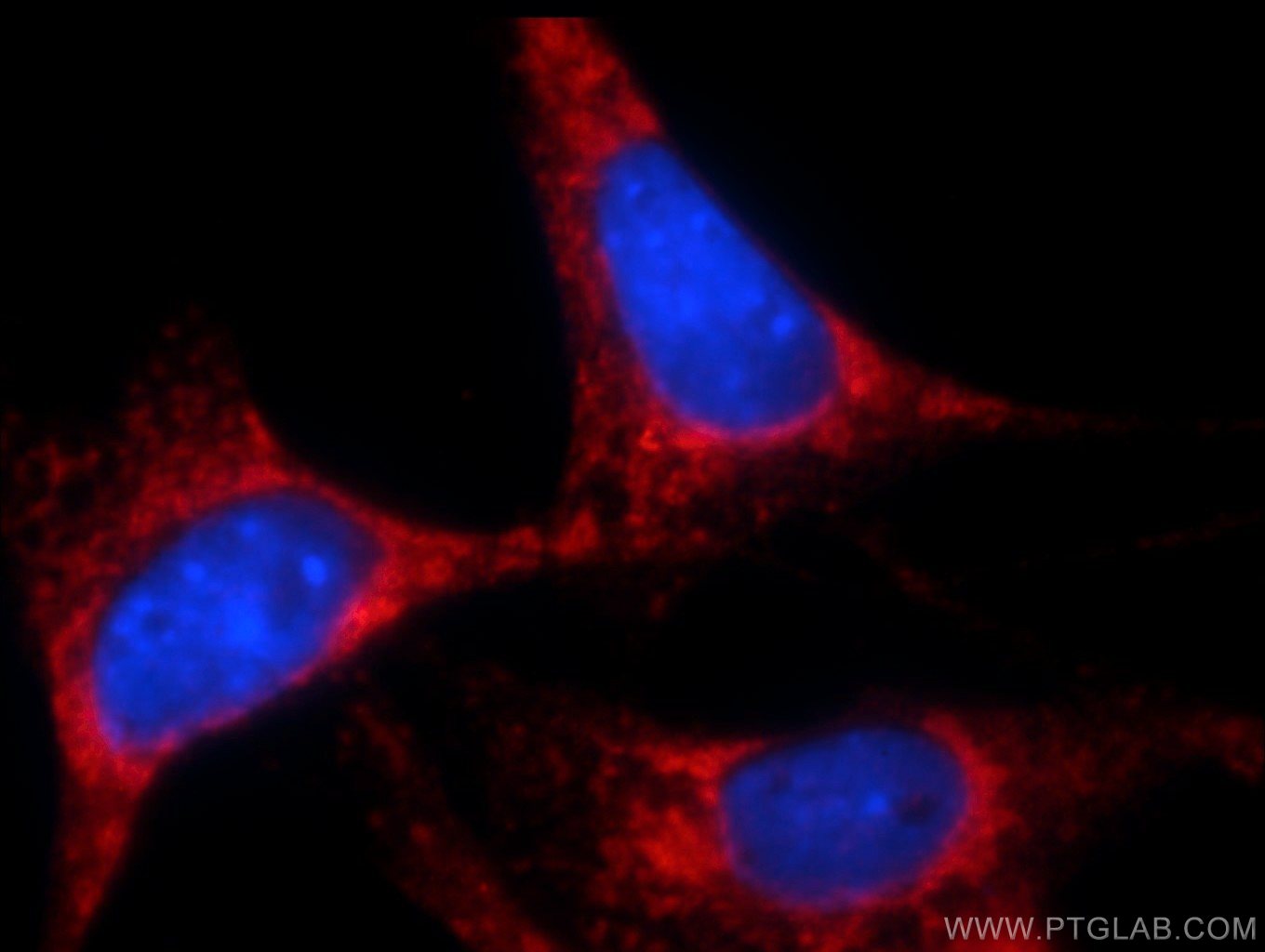 Immunofluorescence (IF) / fluorescent staining of NIH/3T3 cells using Bcl-XL Polyclonal antibody (10783-1-AP)