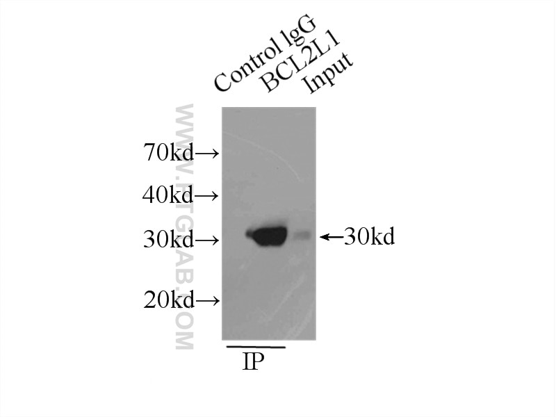Immunoprecipitation (IP) experiment of K-562 cells using Bcl-XL Polyclonal antibody (10783-1-AP)