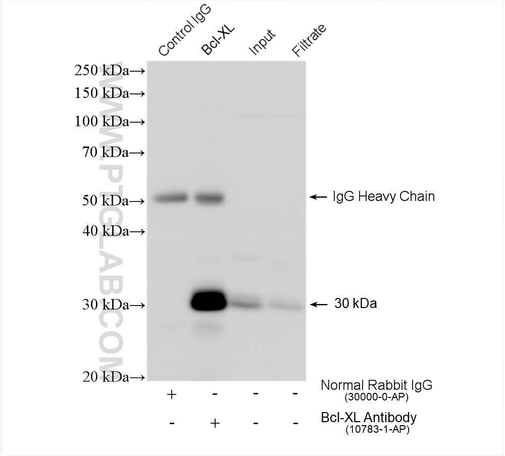 Immunoprecipitation (IP) experiment of k-562 cells using Bcl-XL Polyclonal antibody (10783-1-AP)