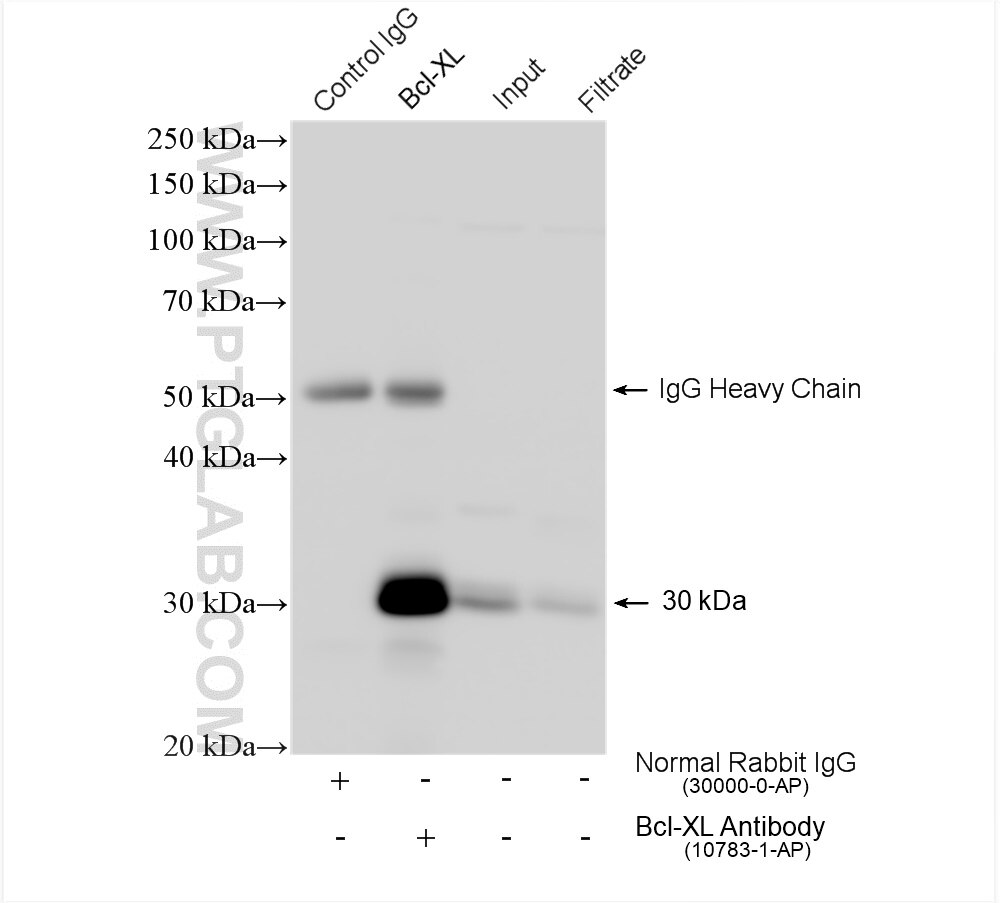 IP experiment of k-562 using 10783-1-AP