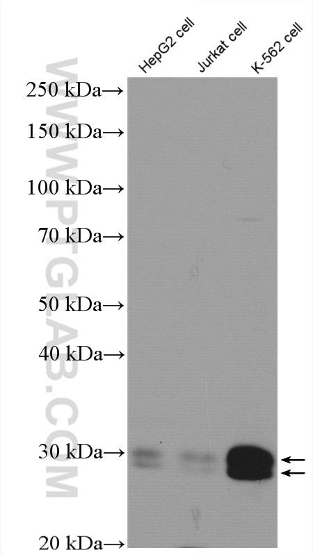 WB analysis of HepG2 using 10783-1-AP