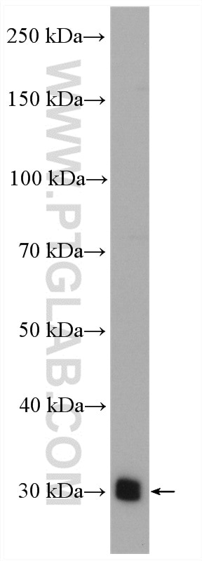 Western Blot (WB) analysis of Jurkat cells using Bcl-XL Polyclonal antibody (10783-1-AP)