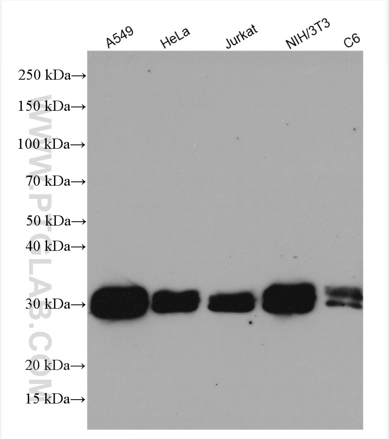 Western Blot (WB) analysis of various lysates using Bcl-XL Polyclonal antibody (10783-1-AP)