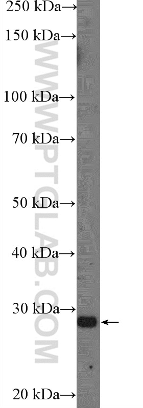 Western Blot (WB) analysis of NIH/3T3 cells using Bcl-XL Polyclonal antibody (10783-1-AP)