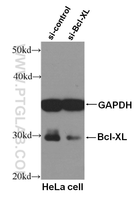Western Blot (WB) analysis of HeLa cells using Bcl-XL Polyclonal antibody (10783-1-AP)