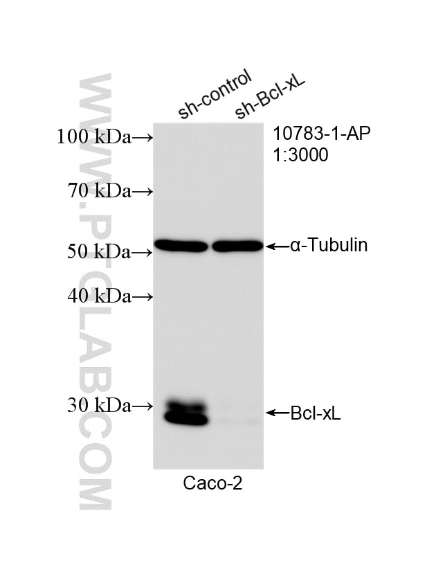 Western Blot (WB) analysis of Caco-2 cells using BCL2L1 Polyclonal antibody (10783-1-AP)