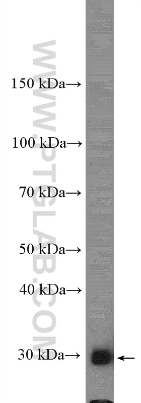 Bcl-XL Polyclonal antibody