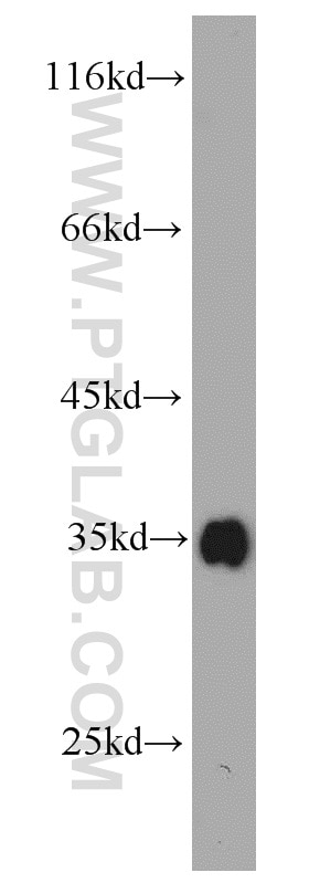 Western Blot (WB) analysis of K-562 cells using Bcl-XL Polyclonal antibody (10783-1-AP)