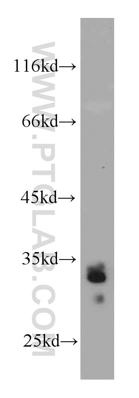 Western Blot (WB) analysis of RAW264.7 using Bcl-XL Polyclonal antibody (10783-1-AP)