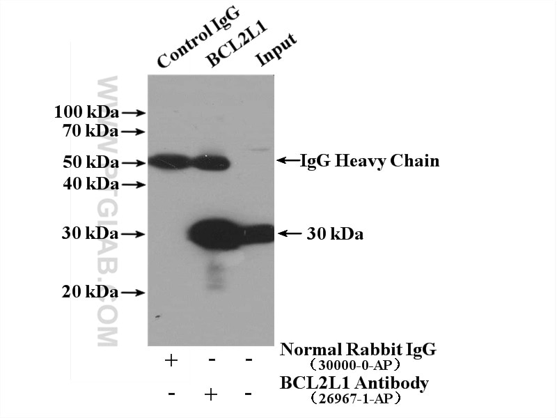 Immunoprecipitation (IP) experiment of NIH/3T3 cells using Bcl-XL Polyclonal antibody (26967-1-AP)
