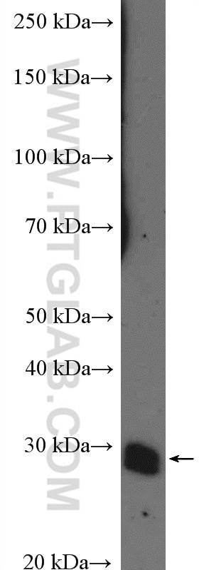 Western Blot (WB) analysis of RAW 264.7 cells using Bcl-XL Polyclonal antibody (26967-1-AP)