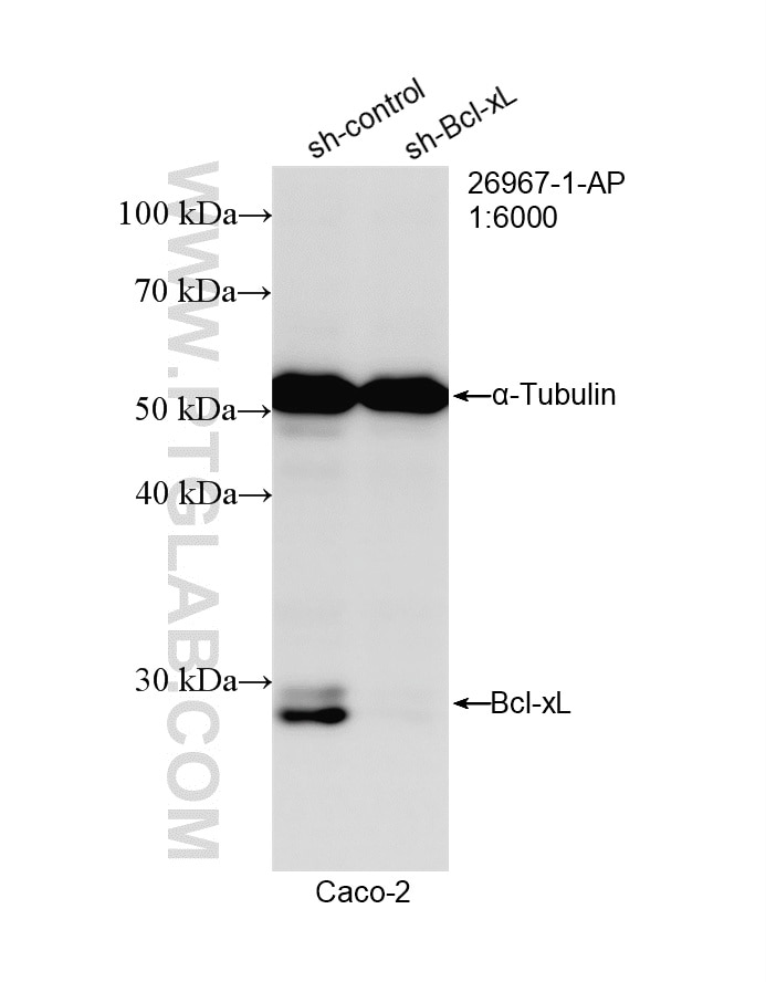 Western Blot (WB) analysis of Caco-2 cells using BCL2L1 Polyclonal antibody (26967-1-AP)