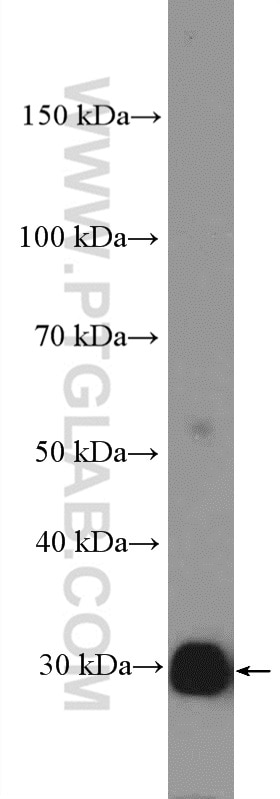 Western Blot (WB) analysis of NIH/3T3 cells using Bcl-XL Polyclonal antibody (26967-1-AP)