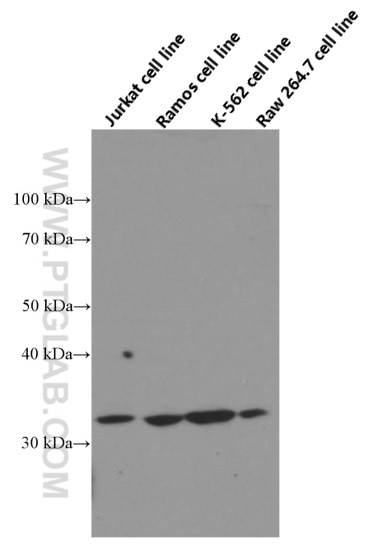 Western Blot (WB) analysis of Jurkat cells using Bcl-XL Monoclonal antibody (66020-1-Ig)