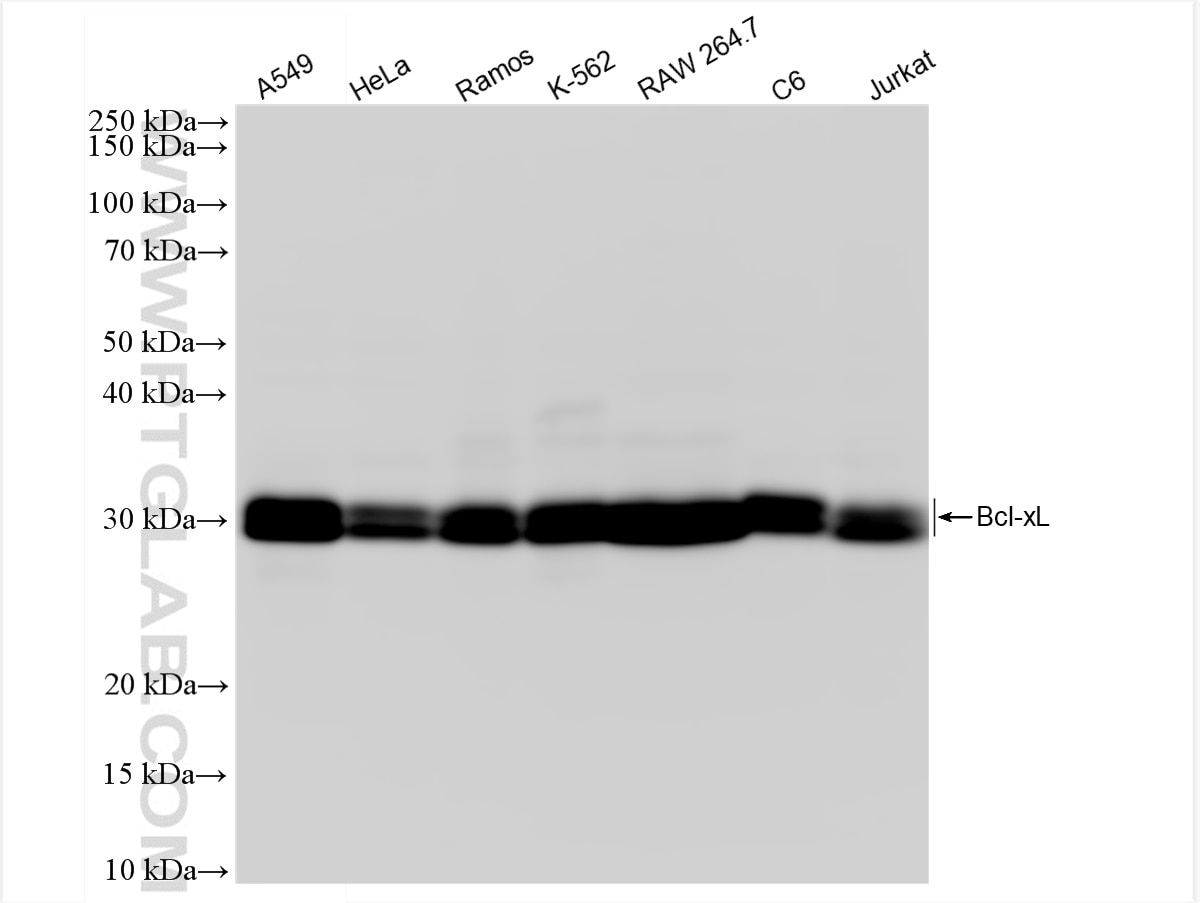 Western Blot (WB) analysis of various lysates using Bcl-XL Recombinant antibody (83330-1-RR)