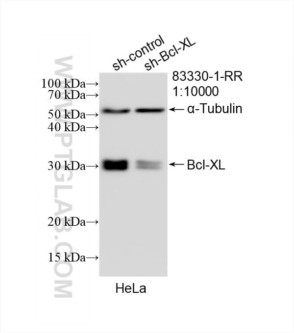 Western Blot (WB) analysis of HeLa cells using Bcl-XL Recombinant antibody (83330-1-RR)