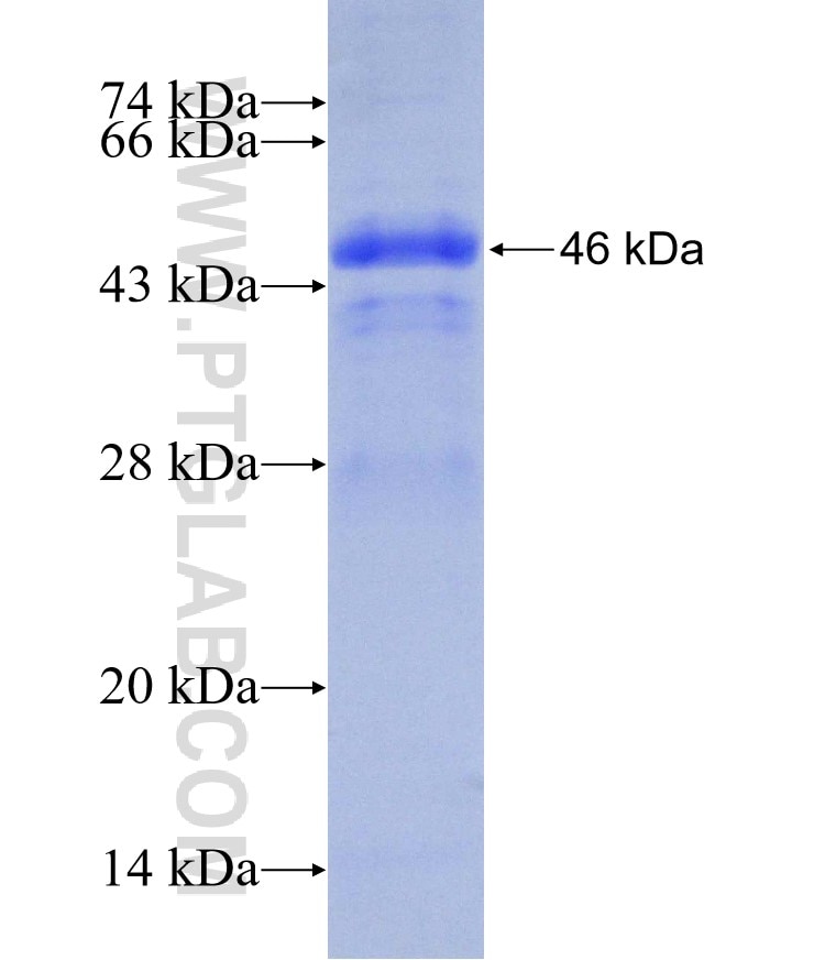 Bcl-xL fusion protein Ag25604 SDS-PAGE