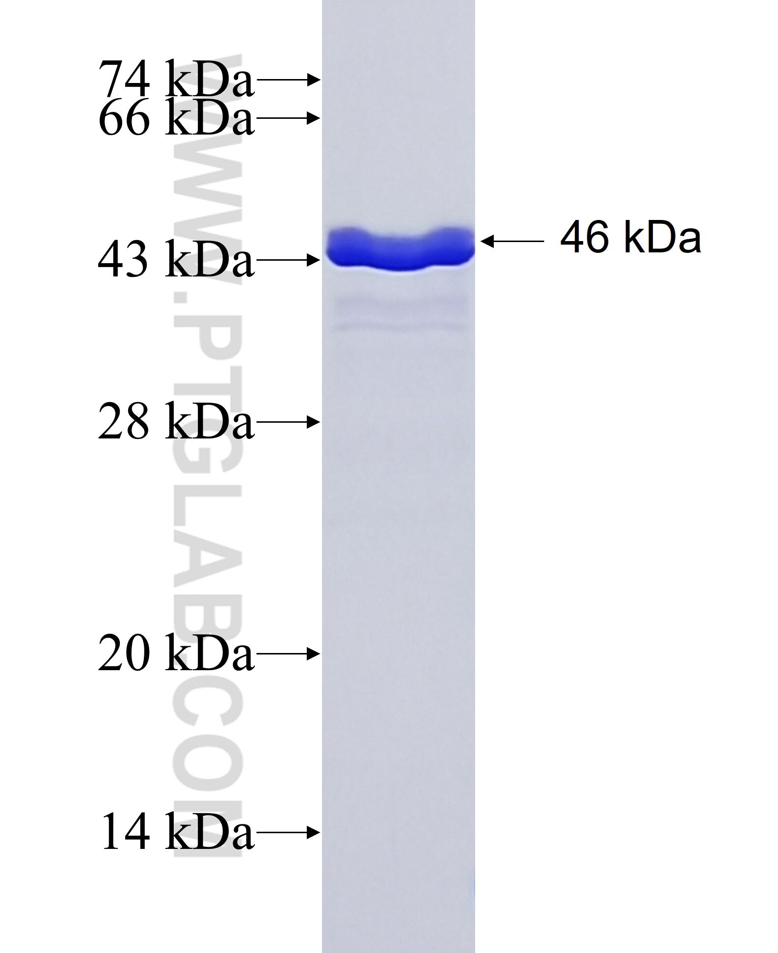 Bcl-xL fusion protein Ag25604 SDS-PAGE