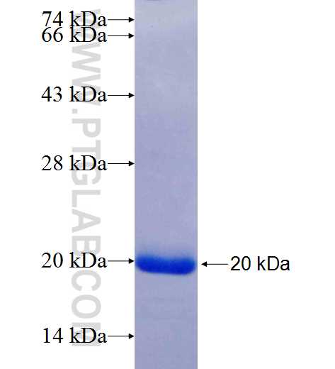 Bcl-xL fusion protein Ag25650 SDS-PAGE