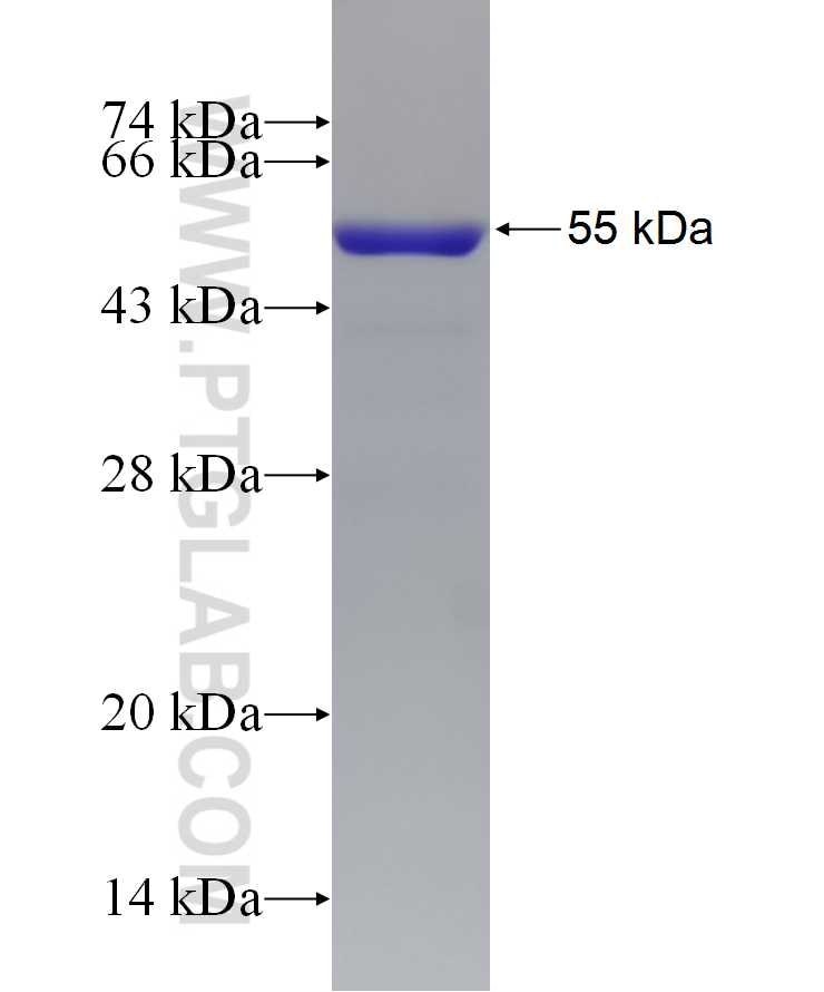 Bcl-xL fusion protein Ag1232 SDS-PAGE