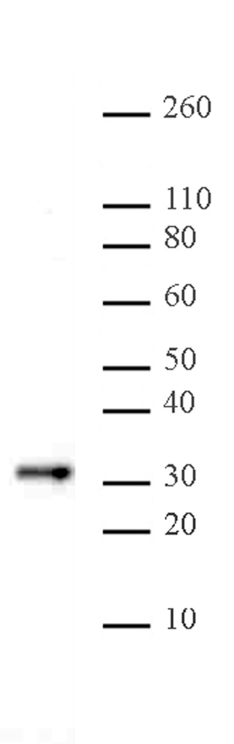 Bcl10 antibody (mAb) (Clone 151) | Proteintech