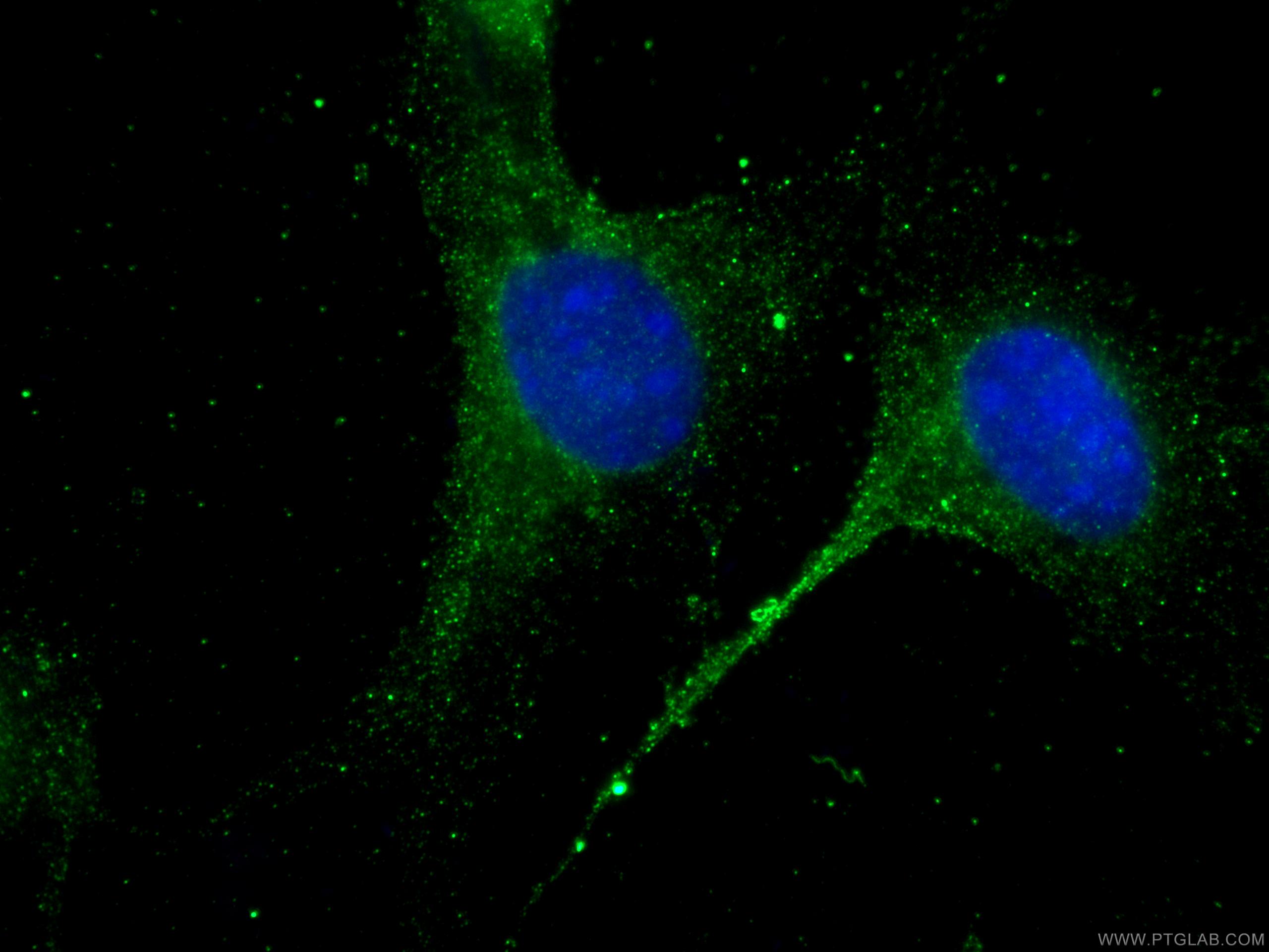 Immunofluorescence (IF) / fluorescent staining of NIH/3T3 cells using Bcl2 Polyclonal antibody (26593-1-AP)